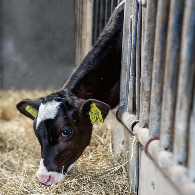 Rossum  Boerderij Zonneveld 빌라 외부 사진